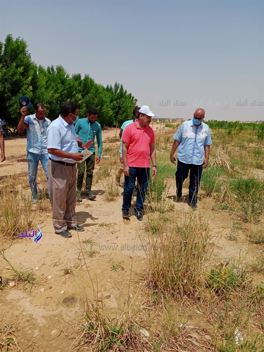 جامعة الوادى الجديد