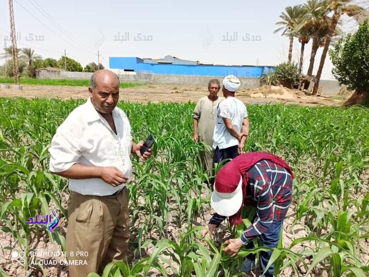 حملات مكثفة لمتابعة حقول الذرة الشامية