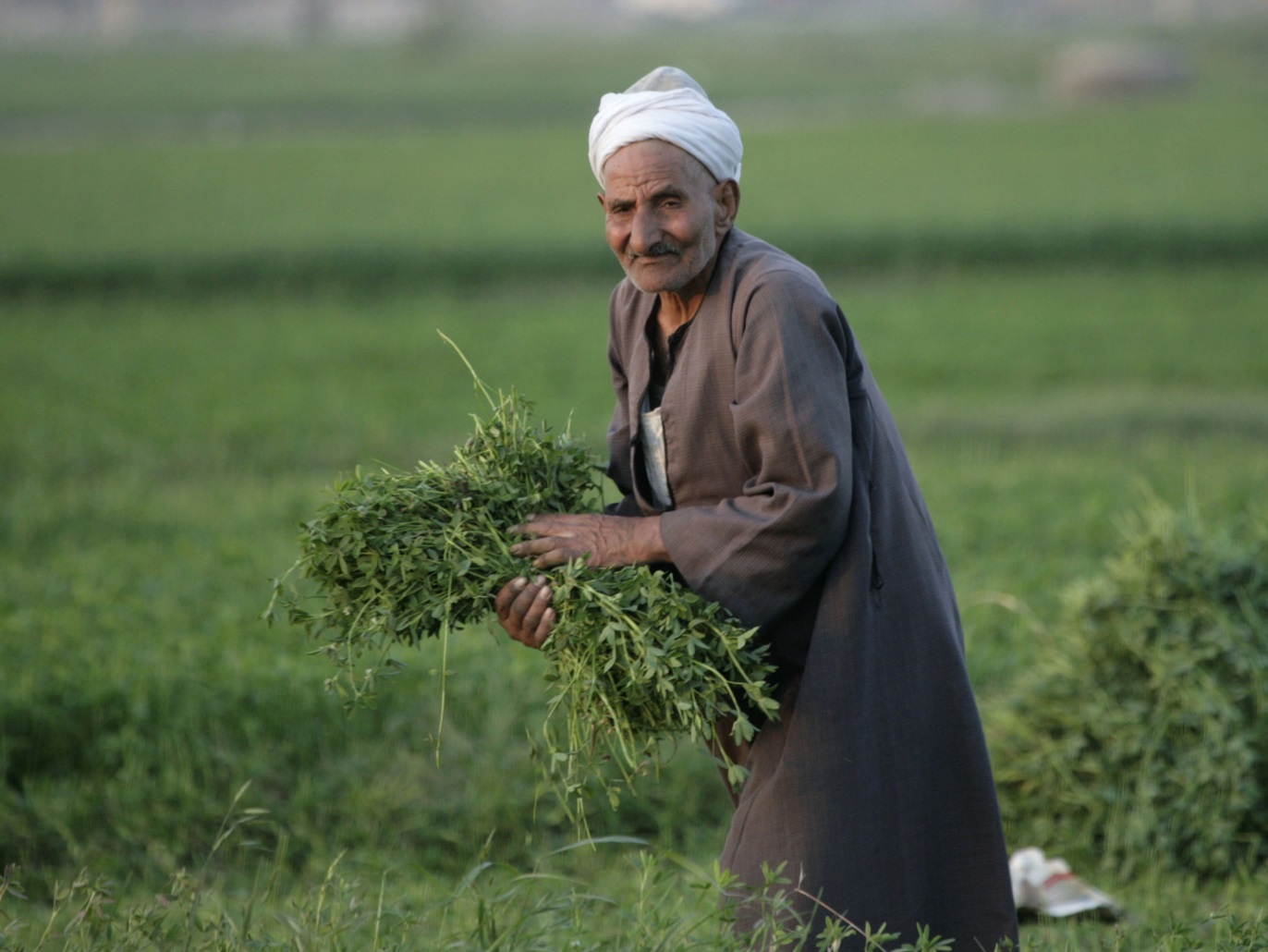 الفلاح المصري