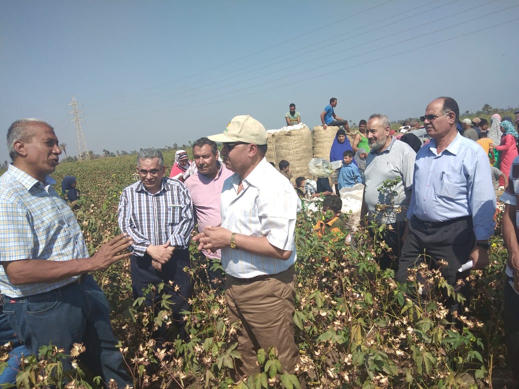 موسم جني محصول القطن