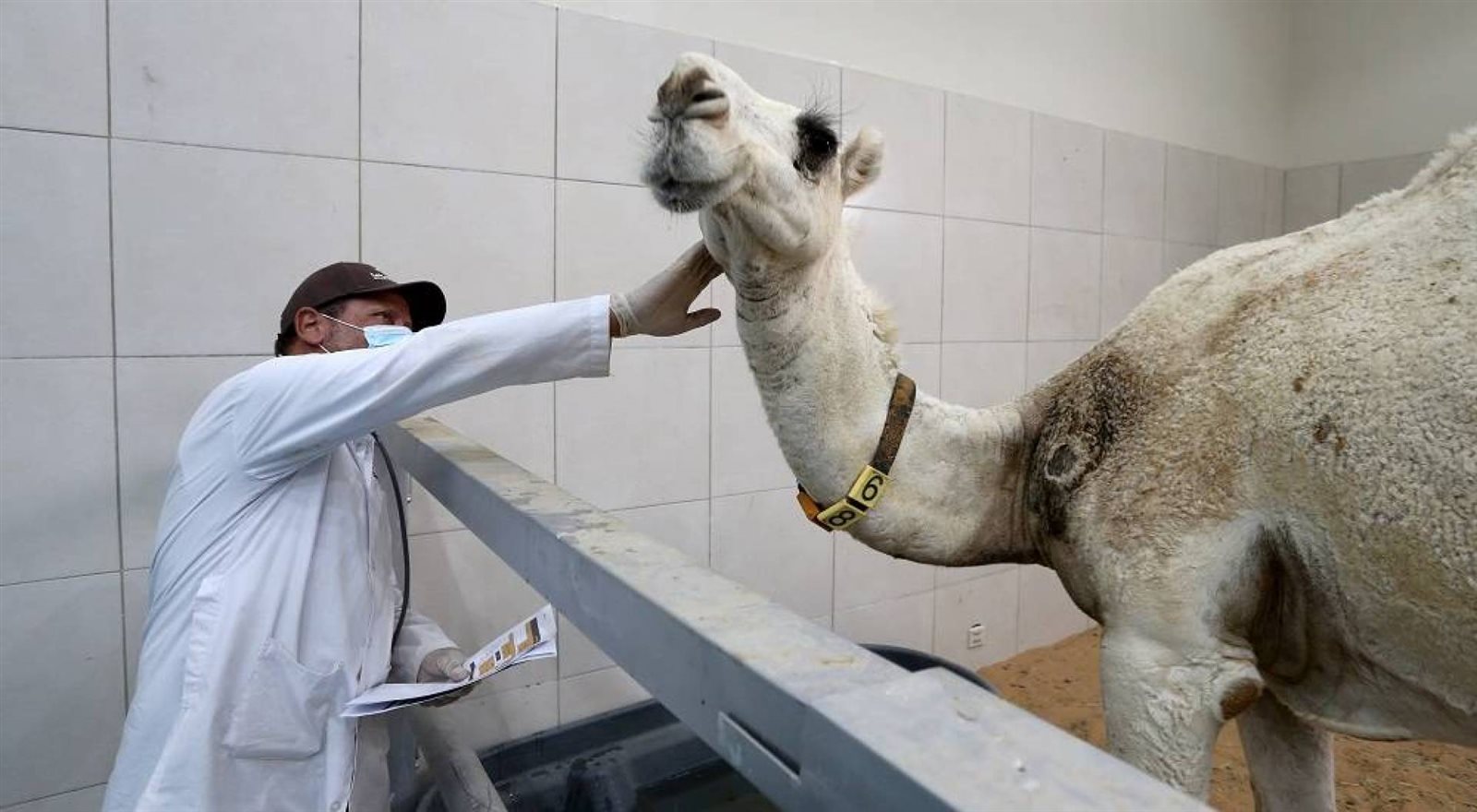 علاج الإبل في السعودية