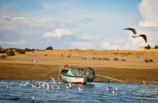 محميات الفيوم تحتضن الطيور المهاجرة