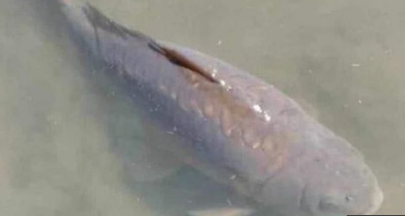 سمكة مافيشي