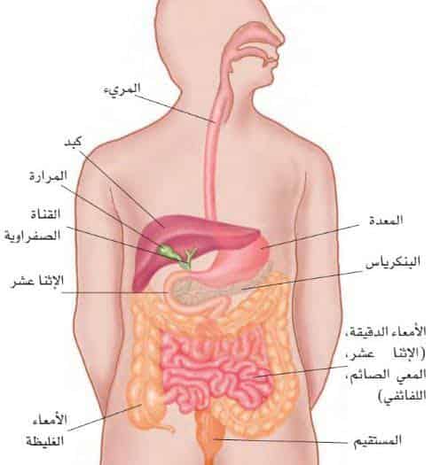 خضار يطهر الجسم من السموم