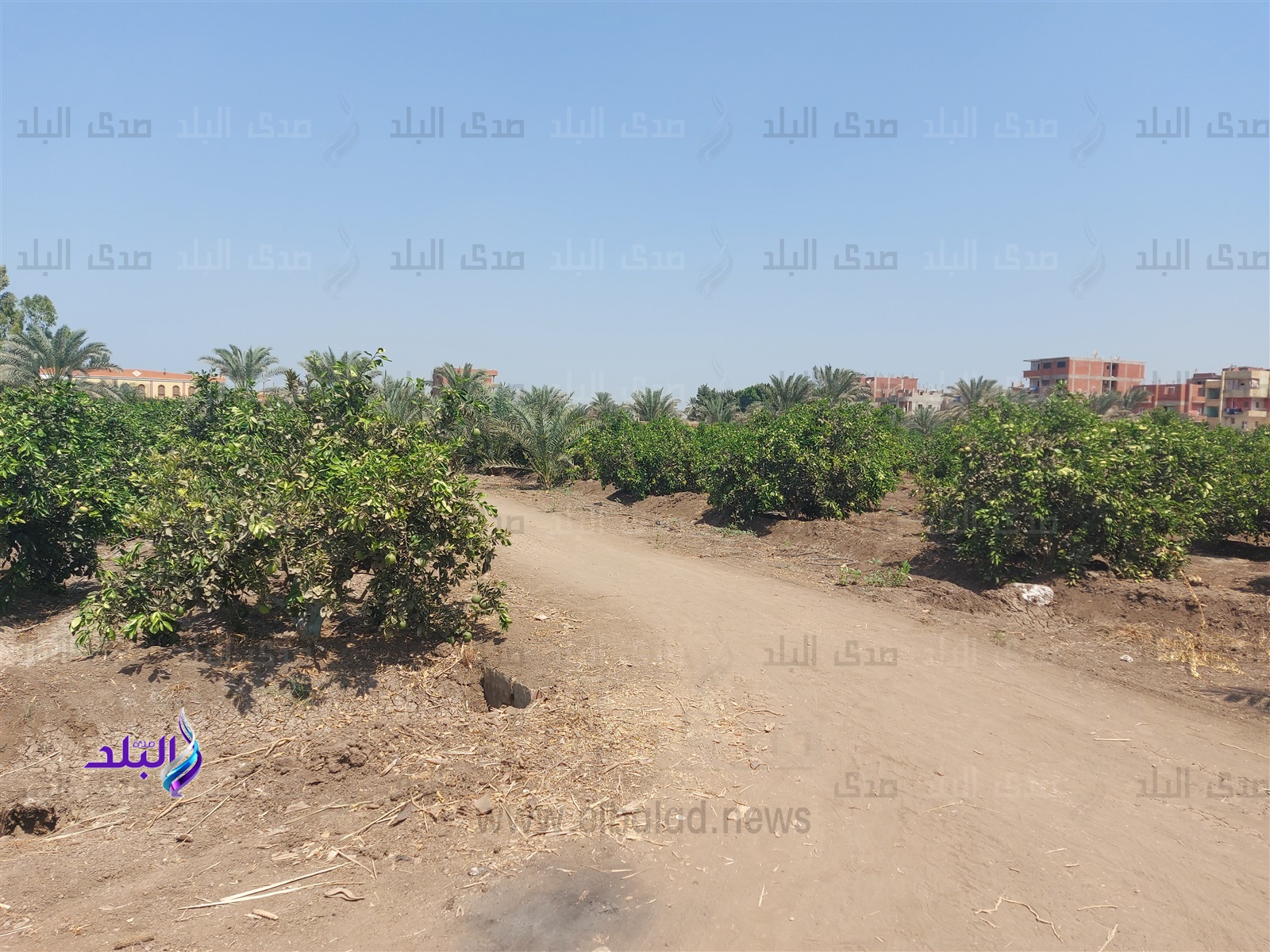 مزرعة تستخدم التقنيات الحديثة فى الزراعة 