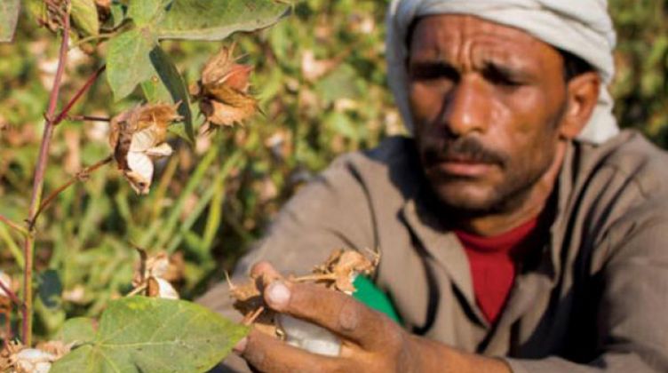 منظومة تداول القطن