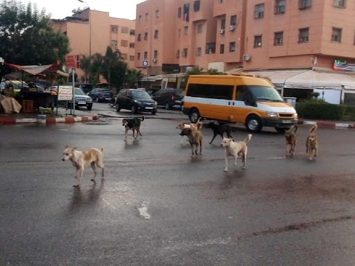 الكلاب الضالة