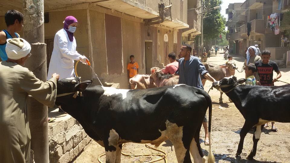التحصين ضدى الحمى القلاعية 