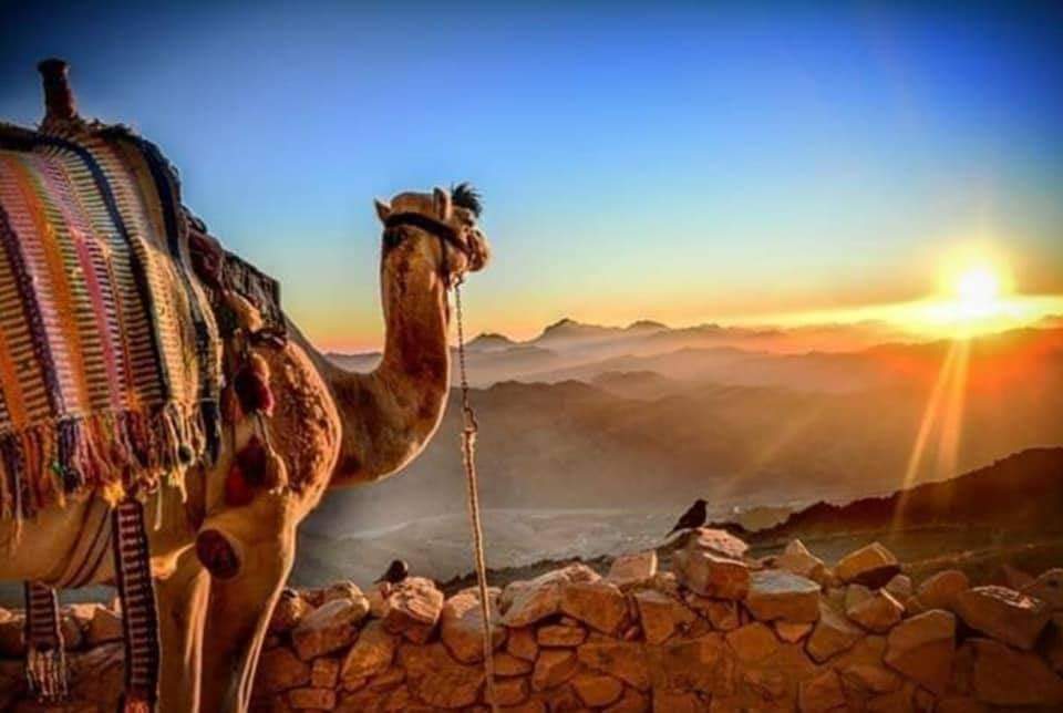 القطاع السياحي 