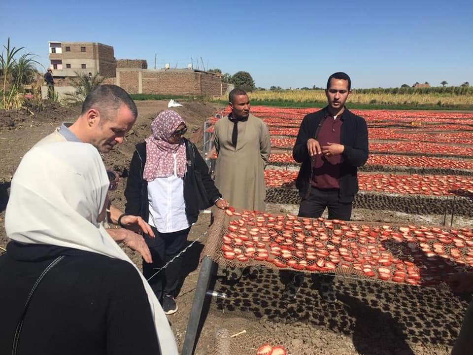 مشروع تجفيف الطماطم