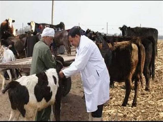 تحصين الماشية