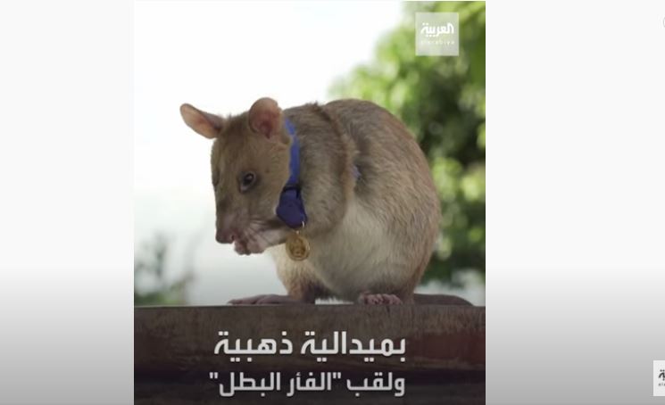 الفأر البطل