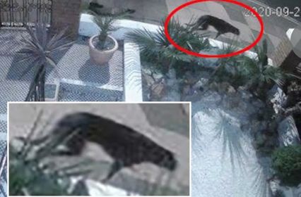 قطط ضخمة تتجول في الشوارع ليلًا