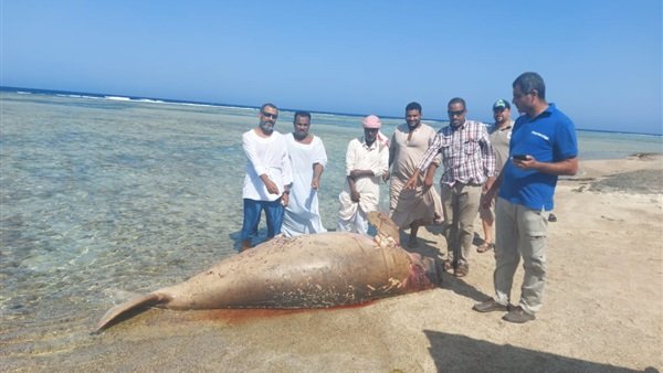 الحيوان البحري Dugong