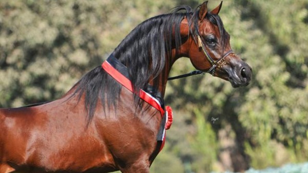 الخيول العربية المصرية الأصيلة