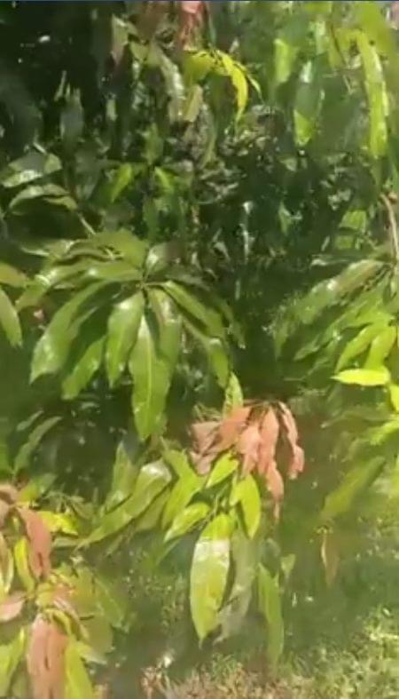ارشادات هامة لمزارعي المانجا بعد انتهاء الموسم .. تعرف عليها
