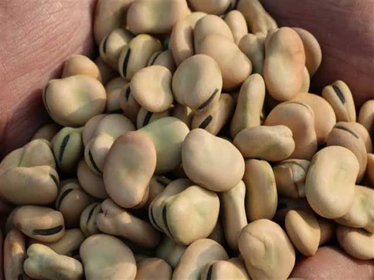 فول تصدير