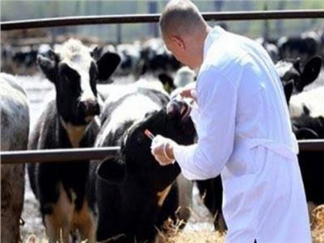 تحصين الثروة الحيوانية 
