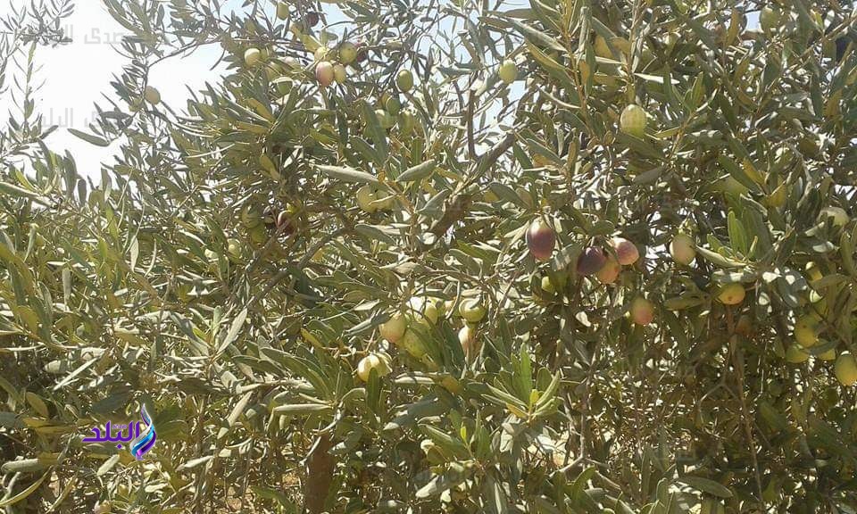 صدي البلد يشارك المزارعين فرحتهم بموسم جني الزيتون