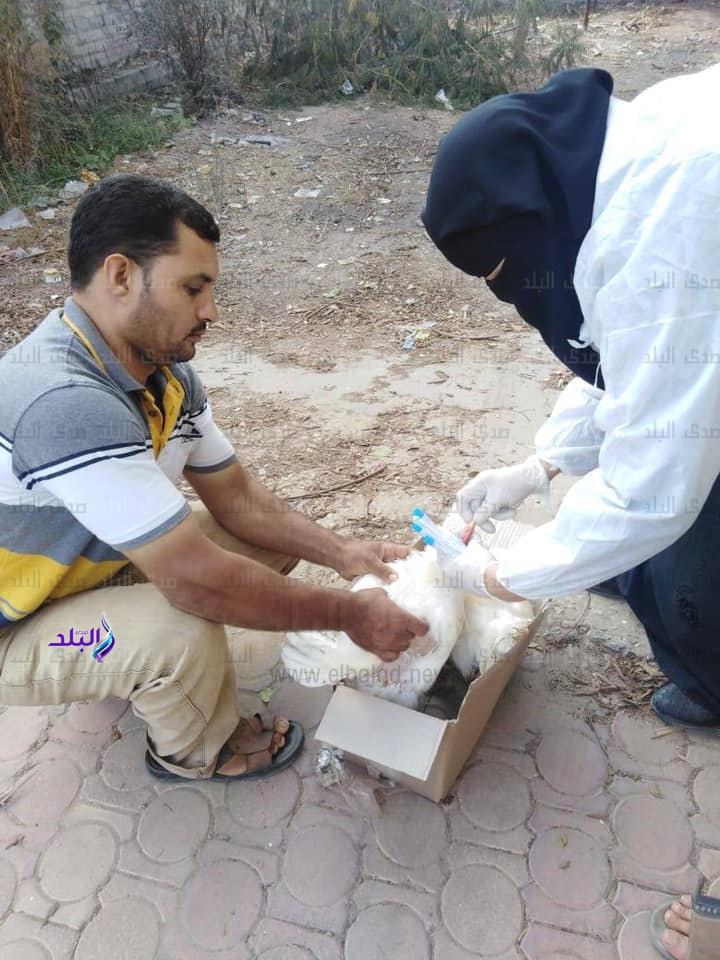 تحصين 150 ألف رأس ماشية و 32 ألفًا و540 طائرًا بـ كفر الشيخ