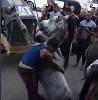 صورة الحصان