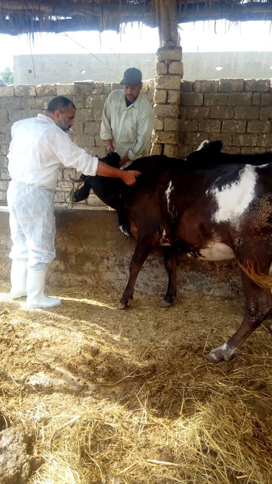 استمرار حملات تحصين الماشية بدمياط ضد الامراض الوبائية 