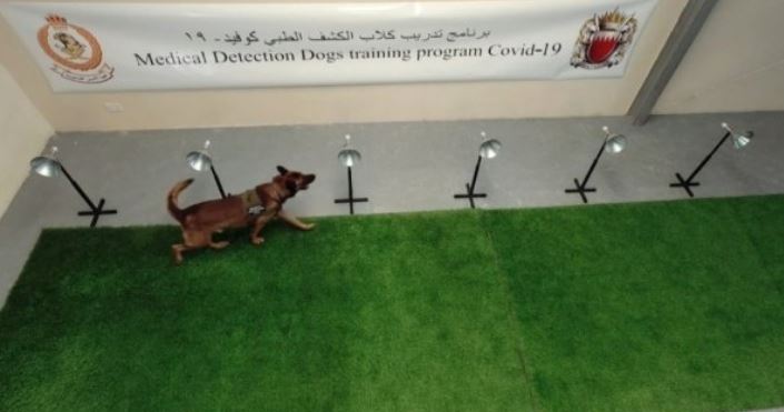 البحرين تستخدم الكلاب البوليسية لاكتشاف المصابين بـ فيروس كو