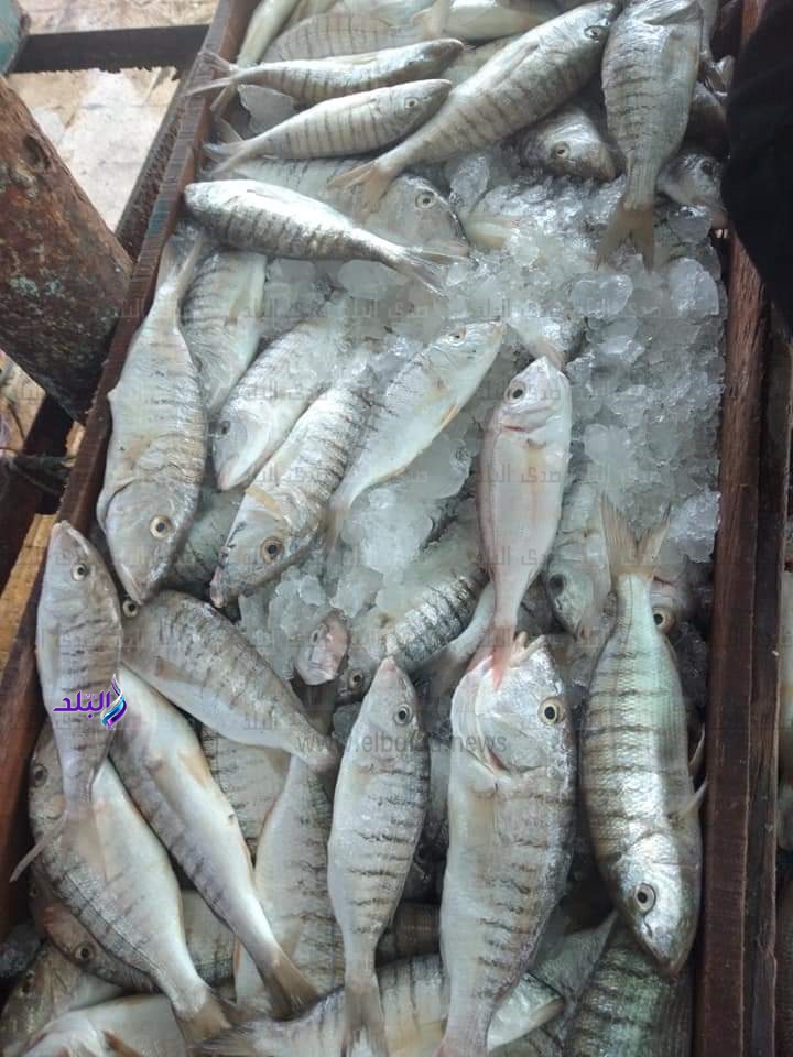 سمك