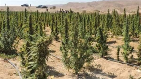 ضبط مزارع قام بزراعة 75 شجرة بانجو بالمنوفية
