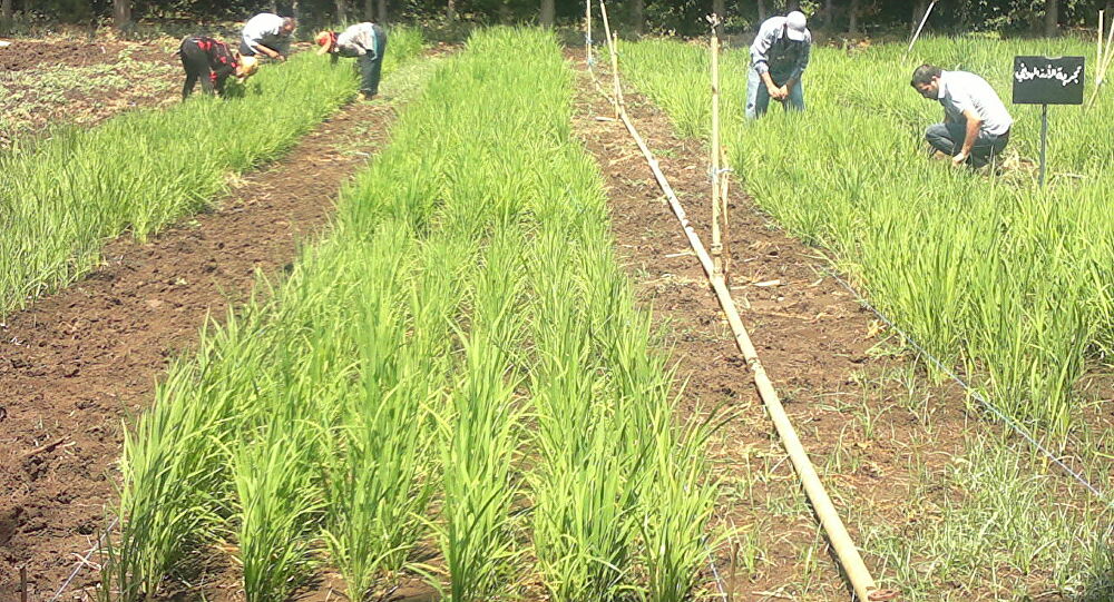 غرامات زراعة الارز