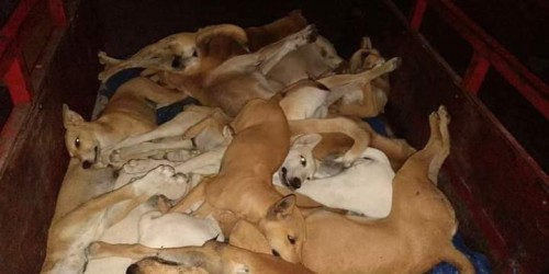 حي الدقي سمم 12 كلب بطريقة عشوائية رغم تطعيمهم