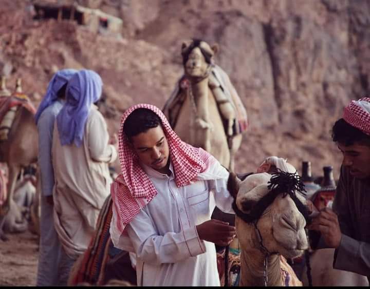 سفينة الصحراء