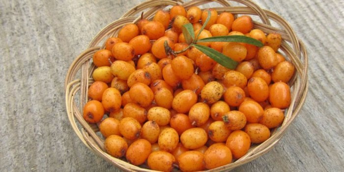 فوائد النبق 