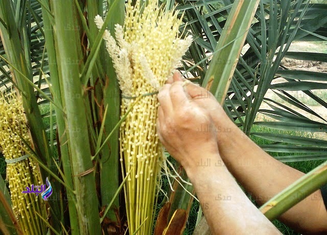 معاناة سنوية يعيشها مزارعي النخيل بالوادي الجديد ..صور