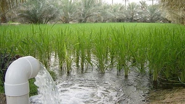 الري بالغمر