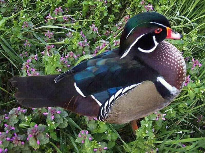 محمية الزرانيق
