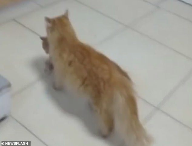 قطة تستغيث بطبيب
