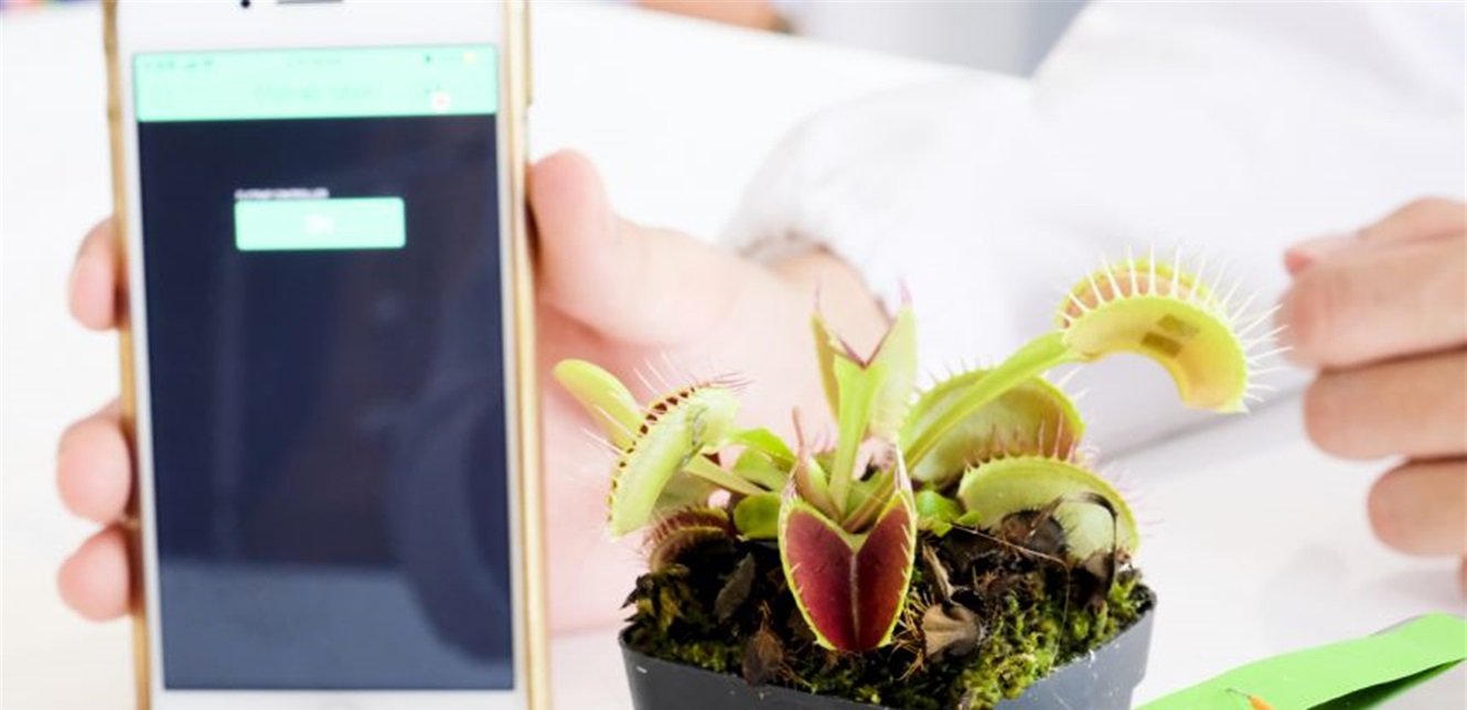 التواصل مع النباتات