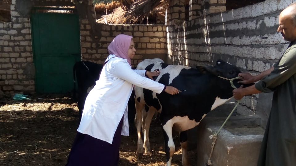جانب من أعمال الحملة البيطرية