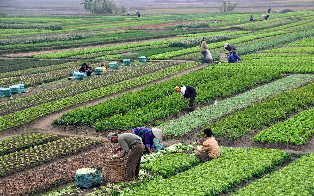 تنمية الريف