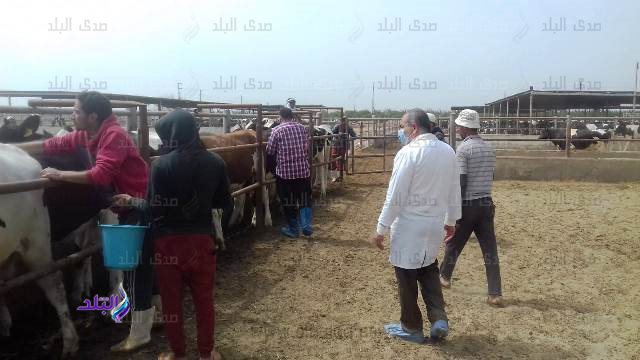 تحصين الماشية