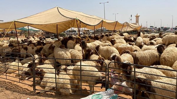 سوق الماشية بمدينة تبوك