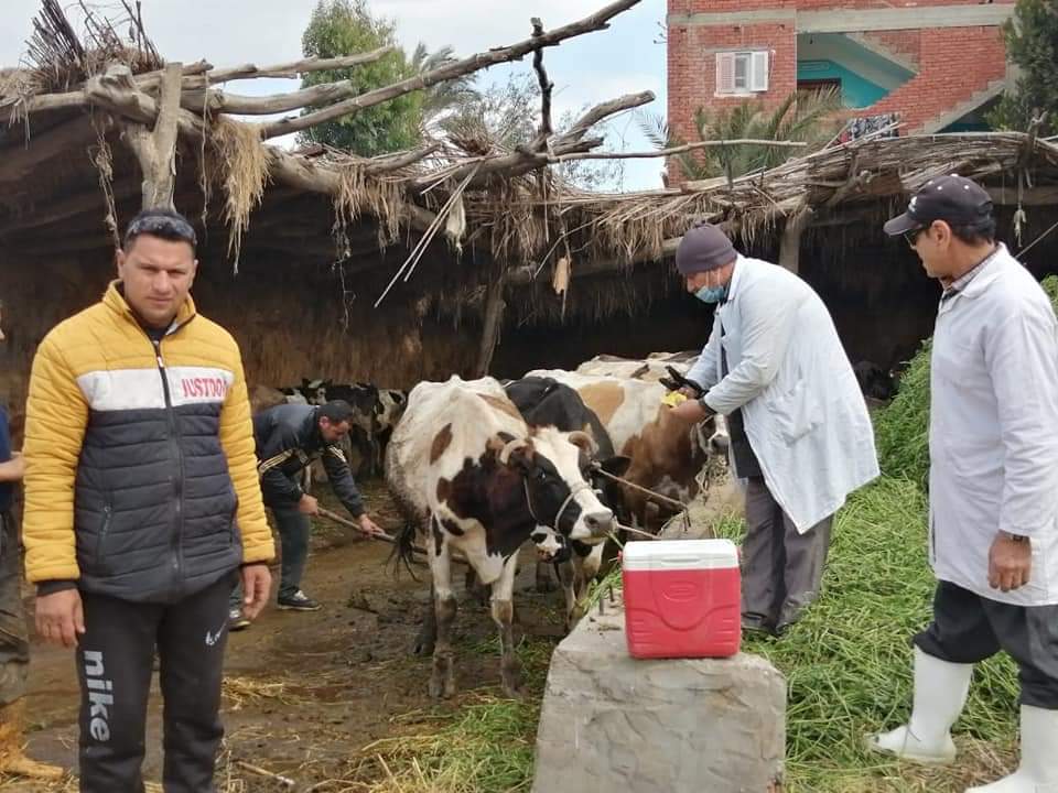 جانبرمن اعمال تحصين الماشية جانبرمن اعمال تحصين الماشية
