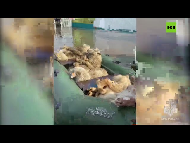 إجلاء سكان وحيوانات جراء فيضانات في روسيا
