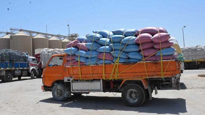 سيارات توريد القمح بمواقع التخزين بالمنيا