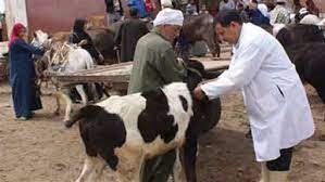 القافلة البيطرية 
