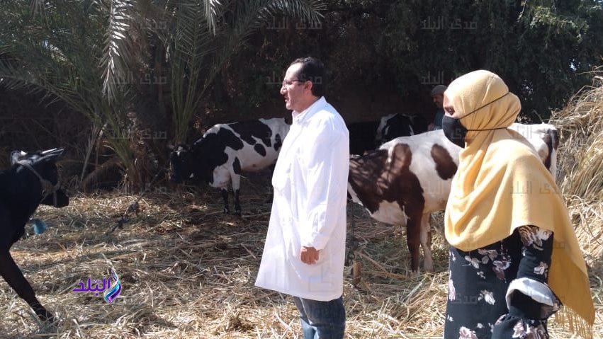 التحصين ضد مرض الجلد العقدي ومرض جدري الاغنام