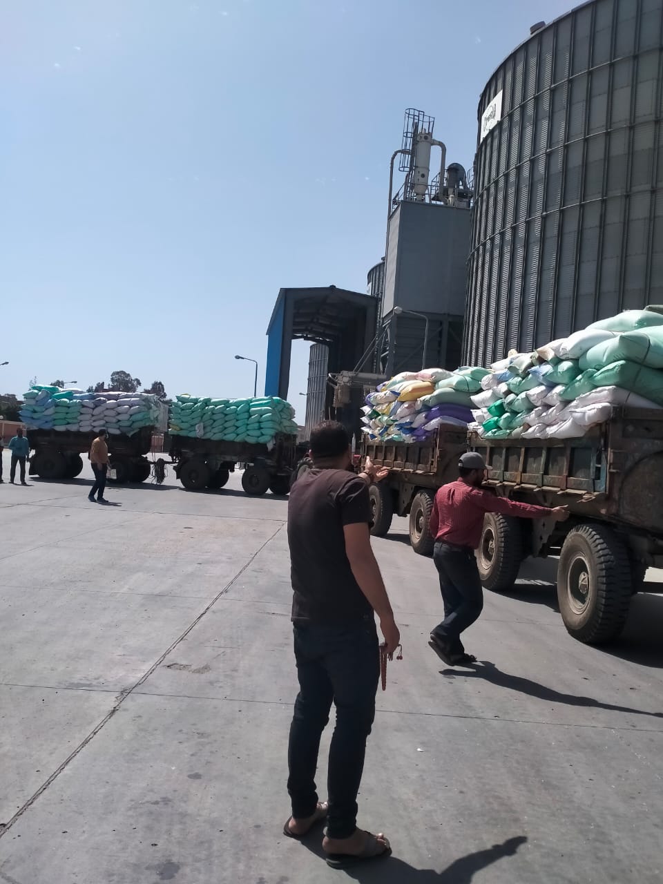 بدء موسم توريد القمح بالدقهلية