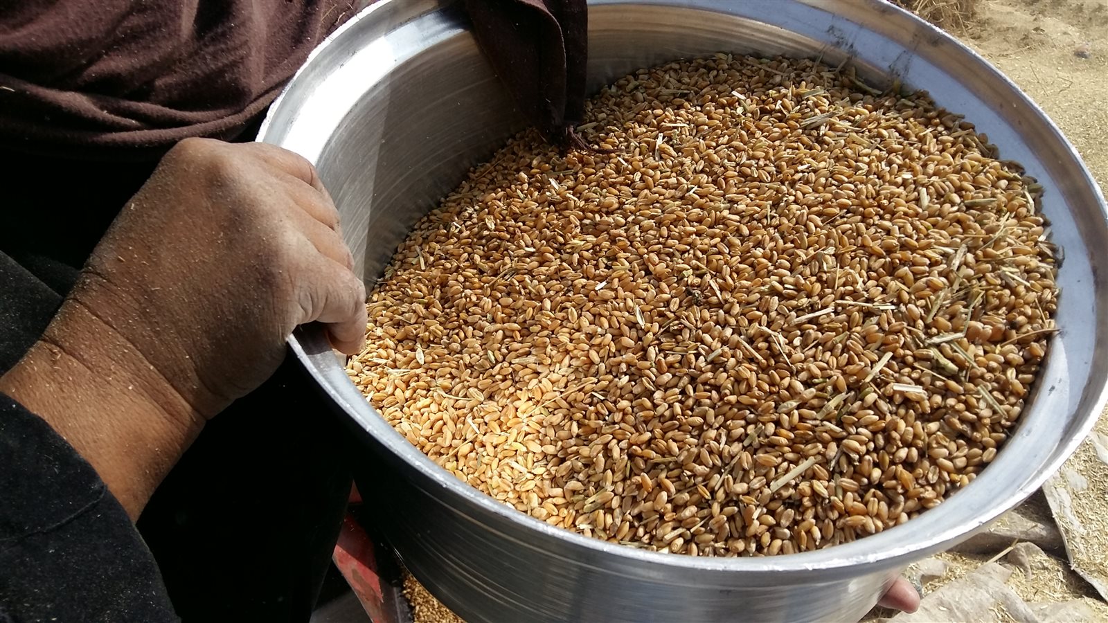 حصاد محصول القمح