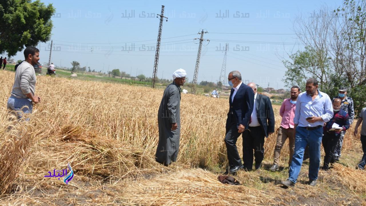 محافظ القليوبية يتفقد حصاد القمح